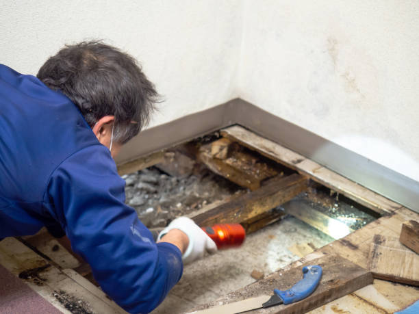 Attic Mold Removal in Black Mountain, NC