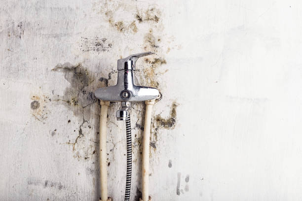 Best Mold Damage Repair  in Black Mountain, NC