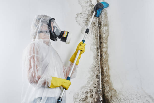 Best Home Mold Removal  in Black Mountain, NC