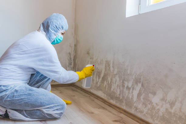 Best Local Mold Removal Service  in Black Mountain, NC