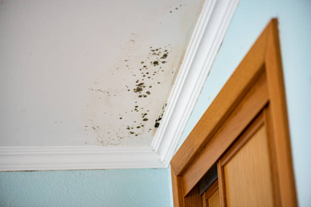 Best Office Mold Removal Services  in Black Mountain, NC