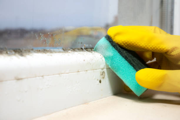 Best Mold Removal Company Near Me  in Black Mountain, NC