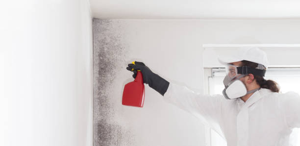 Best Mold Remediation  in Black Mountain, NC