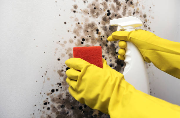 Best Certified Mold Removal  in Black Mountain, NC