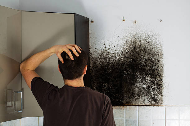 Best Mold Testing  in Black Mountain, NC