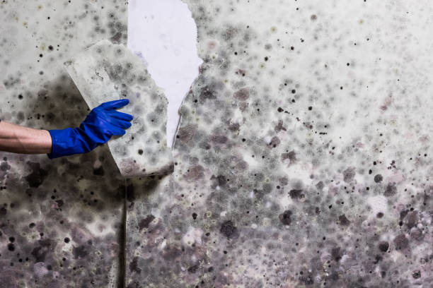 Best Affordable Mold Removal  in Black Mountain, NC